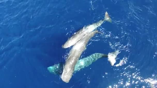 Όμορφη Κολύμβηση Σπέρμα Φάλαινες Παίζουν Μαζί Κοντά Στην Επιφάνεια Του — Αρχείο Βίντεο