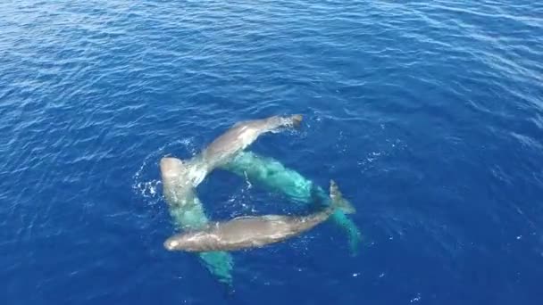 在海水中俯瞰抹香鲸 一群抹香鲸的海洋哺乳动物在蓝色的海洋中游泳 更多有关抹香鲸及其他海洋动物的独家新闻影片 — 图库视频影像