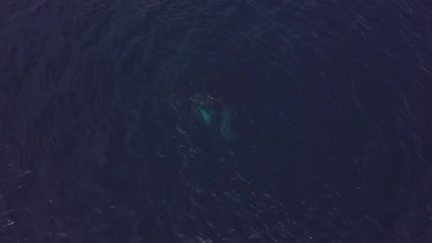 女の子と一緒にボートの近くの濃い青い水のクジラ トップビュー クジラに関する独自のビデオ映像コレクションを見る — ストック動画