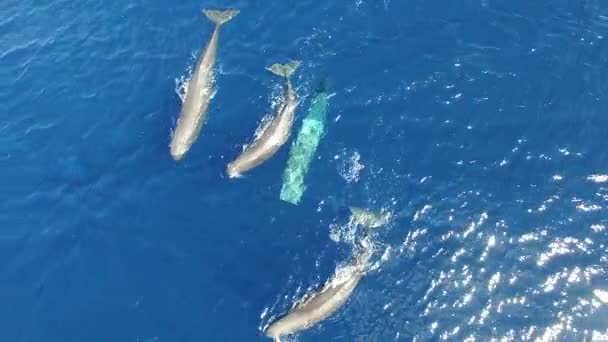 靠近海水表面的抹香鲸 顶部视图 一群抹香鲸的海洋动物在蓝色生态系统的海洋中游动 更多有关抹香鲸和其他海洋动物的视频 — 图库视频影像