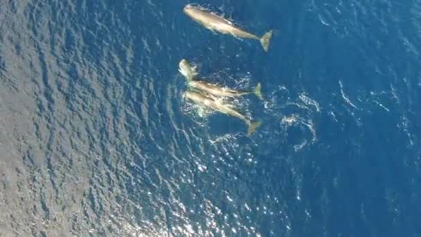 Sekelompok Hewan Laut Paus Sperma Berenang Dekat Permukaan Air Laut — Stok Video