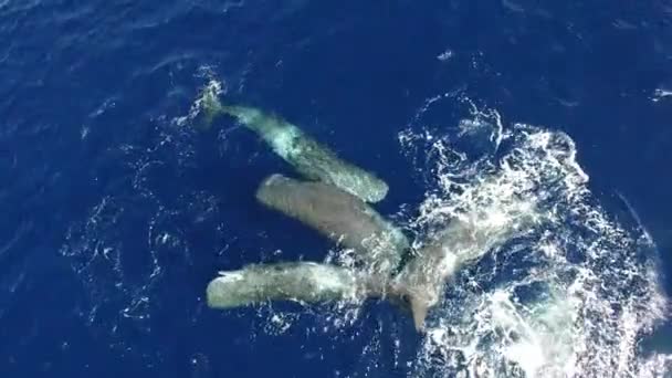 Spermabálnák Sodródnak Óceáni Víz Felszíne Közelében Első Látásra Tengeri Emlősök — Stock videók