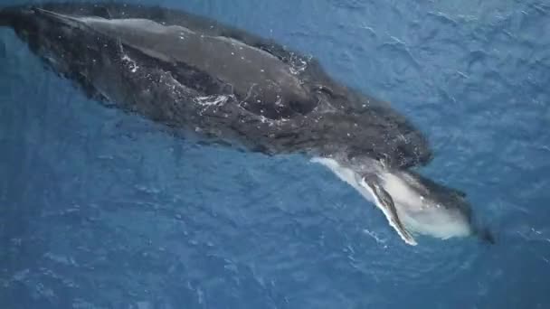 大西洋のクジラの母親とキューブ 北大西洋スムースクジラ エバラエナ氷河 クジラについてのビデオ映像のコレクションを見る — ストック動画