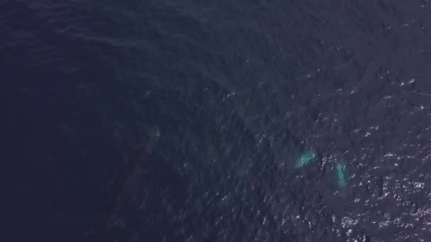 Wieloryby Ciemnoniebieskiej Wodzie Pobliżu Łodzi Dziewczyną Widok Góry Obejrzyj Unikalną — Wideo stockowe