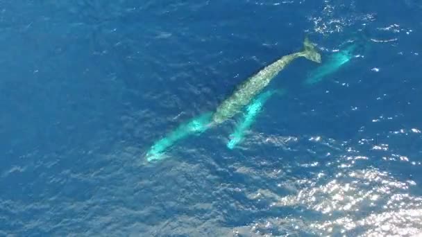 水面近くの水中にある精子クジラのトップビュー 精子クジラについてのビデオ映像の独自のコレクションを見る — ストック動画