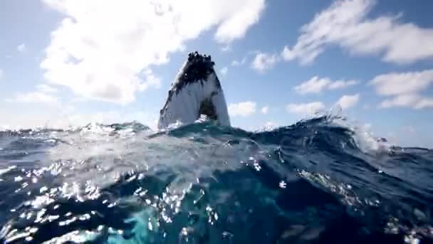 Φάλαινες Βυθισμένες Στον Ειρηνικό Ωκεανό Τεράστιο Ζώο Megaptera Novaeangliae Στην — Αρχείο Βίντεο