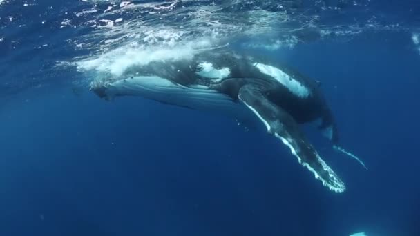 Ballenas Jorobadas Bajo Agua Del Océano Pacífico Animal Gigante Megaptera — Vídeos de Stock