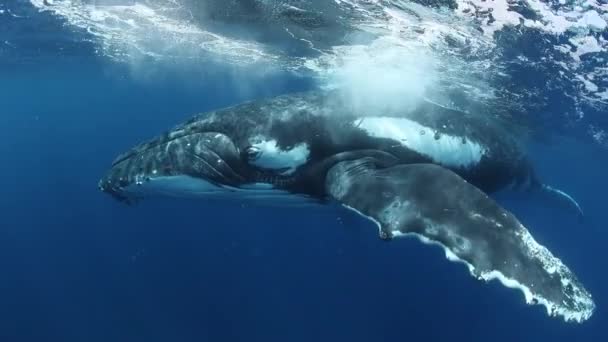 太平洋海底座头鲸 汤加波利尼西亚的大型动物巨翅目Novaeangliae 大型海洋动物和水下巨型动物的家庭崇拜概念 — 图库视频影像