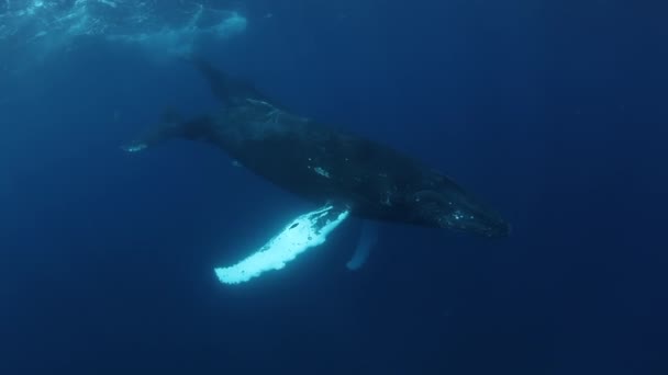 太平洋海底座头鲸 汤加波利尼西亚的大型动物巨翅目Novaeangliae 大型海洋动物和水下巨型动物的家庭崇拜概念 — 图库视频影像