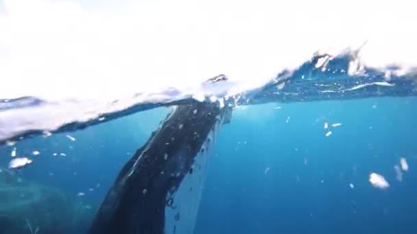 Φάλαινες Βυθισμένες Στον Ειρηνικό Ωκεανό Τεράστιο Ζώο Megaptera Novaeangliae Στην — Αρχείο Βίντεο