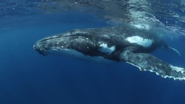 Ballenas Jorobadas Bajo Agua Del Océano Pacífico Animal Gigante Megaptera — Vídeo de stock