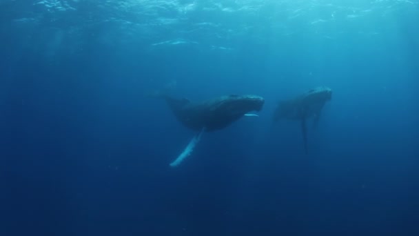 Velryby Hrbaté Pod Vodou Tichého Oceánu Obří Zvíře Megaptera Novaeangliae — Stock video