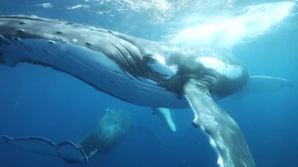 Baleias Jubarte Debaixo Água Oceano Pacífico Megaptera Novaeangliae Animal Gigante — Vídeo de Stock