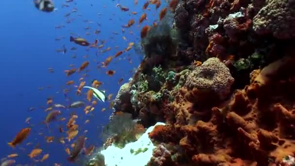 在充满活力的巴厘岛世界里 水下芭蕾学校的鱼 巴厘岛海底地带的面纱吸引着人们的目光 看到鱼在完美地同步移动 — 图库视频影像