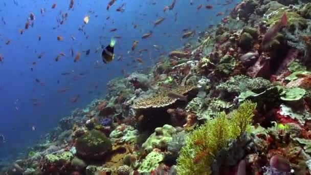 巴厘的水下生态系统是种类繁多的鱼类的家园 巴厘岛海底海洋鱼类种类繁多 令人难以置信 — 图库视频影像