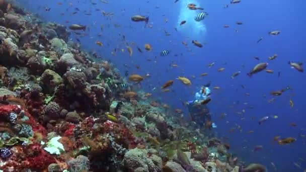 潜水员在一群明亮的鱼面前俯瞰着水下的珊瑚礁 惊人的潜水 巴厘岛的一个水下世界 珊瑚礁上有五彩斑斓的鱼 — 图库视频影像