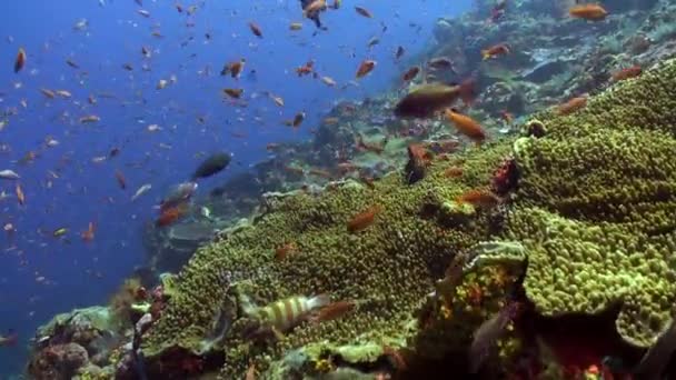 珊瑚礁装饰着五彩斑斓的鱼群的明亮运动 色彩艳丽的鱼欢快地跳舞 突出了透明的珊瑚礁和淡水的宁静气氛 — 图库视频影像