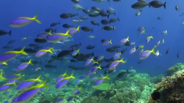 目瞪口呆 水下珊瑚礁上的黄鳍鱼完全相同 迷人的景象 珊瑚礁上完全相同的黄鳍鱼 — 图库视频影像