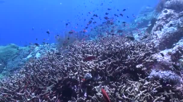 Pemandangan Yang Mengagumkan Sekolah Ikan Bersirip Kuning Terumbu Bawah Air — Stok Video