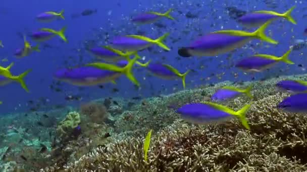 迷人的景象 水下珊瑚礁上成群的黄鳍鱼 一群在水下珊瑚礁上长着黄色鳍的完全相同的鱼让人着迷 — 图库视频影像