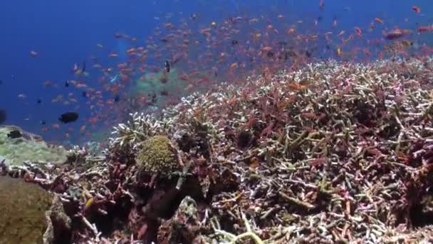 Bali Undervattensvärld Kryllar Ett Anmärkningsvärt Urval Fiskarter Dyk Ner Vattnet — Stockvideo