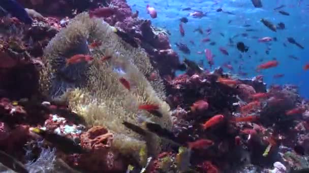 水中世界はサンゴ礁のカラフルな魚の学校のおかげで美しいです バリの水中世界でエレガントに移動する魚の学校の視力は 本当の光景です — ストック動画