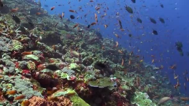 在水下珊瑚礁上的一群明亮的鱼确实令人着迷 水下珊瑚礁上成群的明亮鱼类的彩色万花筒确实令人着迷 — 图库视频影像