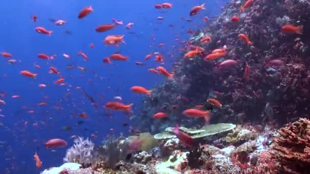 海底的珊瑚礁上有成群色彩艳丽的鱼 令人叹为观止 珊瑚礁上满是色彩艳丽的鱼群 这是能抓住想象力的视觉盛宴 — 图库视频影像
