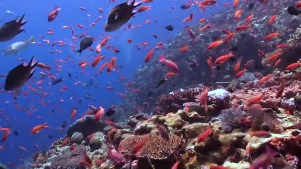 在水底五彩斑斓的珊瑚中 浅色的鱼群是迷人的 清澈清澈的海水 在五彩斑斓的珊瑚群中 一群群生机勃勃的鱼 真是迷人极了 — 图库视频影像