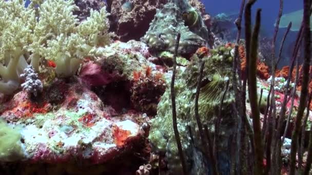 Bläckfisksläktet Undervattenskoraller Lever Kristallklart Vatten Bali Att Bläckfisk Nära Korall — Stockvideo