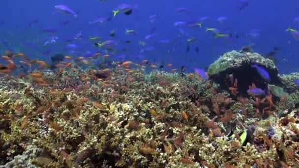 水中サンゴ礁の魚の学校のカレイドスコープが魅了されています 魚の学校のエキサイティングな側面の1つは 彼らの集合的な行動です — ストック動画