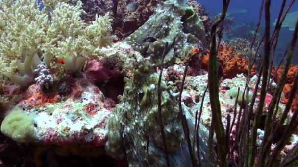 在巴厘岛清澈的水域中 章鱼在珊瑚礁中繁衍生息 巴厘岛的水域是生机勃勃的水下珊瑚礁的家园 章鱼家族就居住在这里 — 图库视频影像