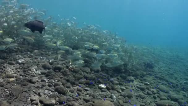 Graceful Dance School Fish Yellow Stripe Underwater World — Stock Video