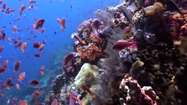 산호초에서 만드는 다채로운 물고기의 학교는 매혹적인 광경입니다 산호초의 복잡한 형성을 — 비디오
