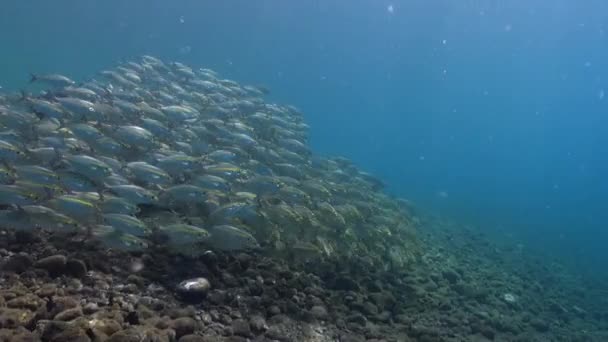 Изящный Танец Стаи Рыб Желтой Полосой Подводном Мире Бали Изящный — стоковое видео