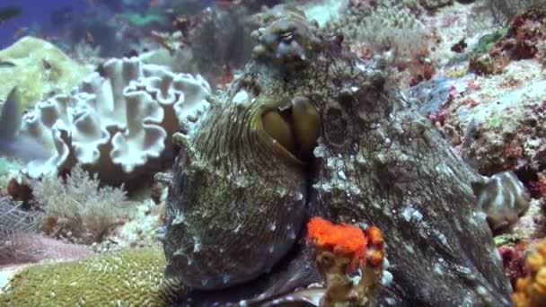 巴厘岛的水下珊瑚礁上有密切的章鱼生活 巴厘岛水晶般清澈水域中生机勃勃的水下珊瑚礁的特写章鱼 — 图库视频影像