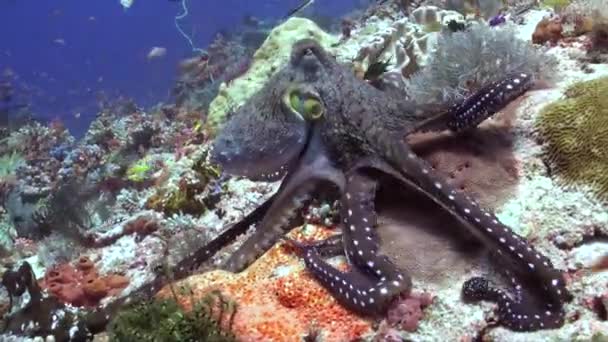 Осьминог Крупным Планом Ярких Кораллах Рыбах Подводном Мире Бали Крупный — стоковое видео