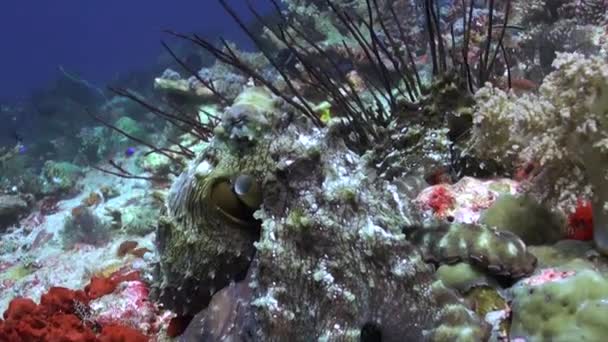 Detailní Záběr Podvodní Chobotnice Barevném Korálovém Útesu Bali Působivý Chobotnice — Stock video