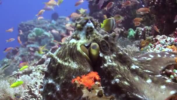 Vue Rapprochée Une Pieuvre Vivant Sur Récif Corallien Sous Marin — Video