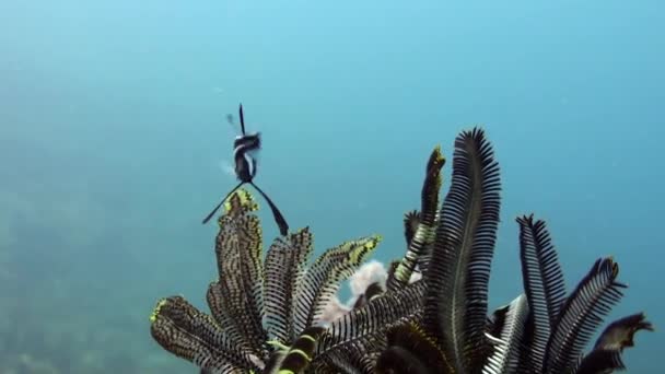 Undervattensriket Samexisterar Havslilja Och Fisk Vilket Skapar Trollbindande Landskap Havslilja — Stockvideo