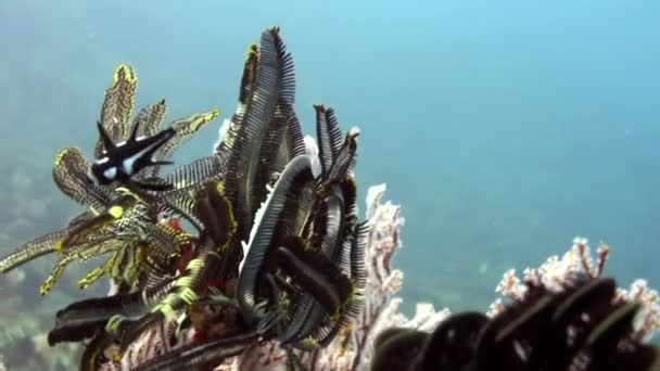 海底景观通过海百合和珊瑚的存在使生命复活 当海百合与珊瑚的美丽结合在一起时 会产生迷人的水下景观 — 图库视频影像