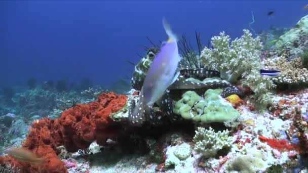 水中の明るいサンゴと魚の間をバリの澄んだ水で移動するオクトパス 鮮やかな淡水の美しい種類の魚の間のカラフルなサンゴ礁のオクトパスは バリの水中不思議です — ストック動画