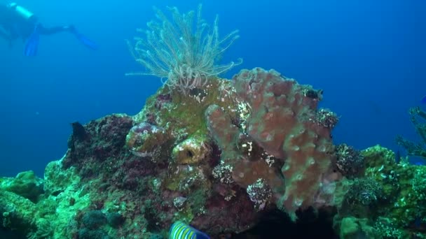 Lírio Mar Graciosamente Melhora Paisagem Subaquática Lado Coral Vibrante Paisagem — Vídeo de Stock