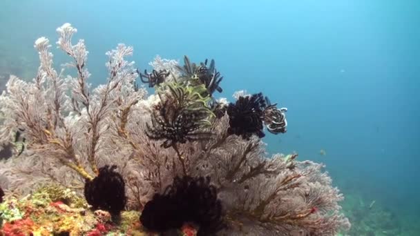 海百合和珊瑚联合在一起 形成迷人的水下全景 海百合 与珊瑚和谐相处 将水下环境转变为风景如画的景象 — 图库视频影像