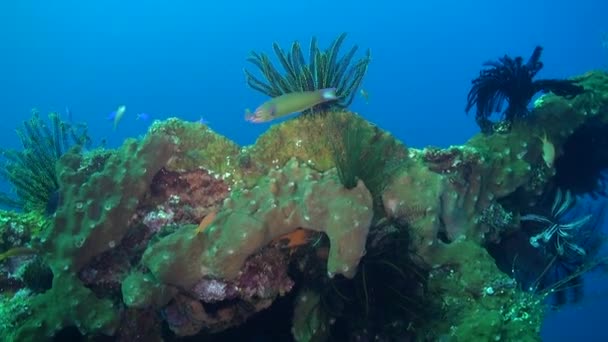 在水下世界 海百合和珊瑚结合在一起 形成了迷人的风景 被生机勃勃的珊瑚环绕的海百合 增加了迷人的水下景观 — 图库视频影像