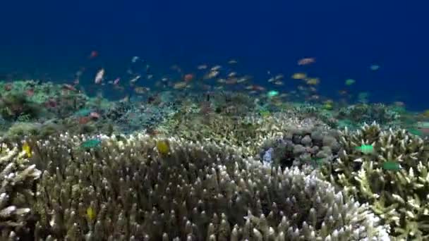 巴厘岛的珊瑚 伴随着成群的鱼类 迷人的水下景观 珊瑚礁的存在和迷人的鱼群群使巴厘岛的水下景观更具吸引力 — 图库视频影像