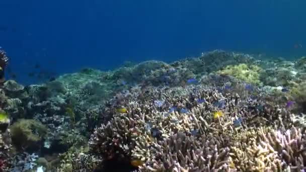 バリの風景を持つ水中世界は 魅惑的なサンゴ礁と魚で生きています バリの水中世界は サンゴ礁と魚の魅力を活かし 魅惑的な風景を形作って生きています — ストック動画