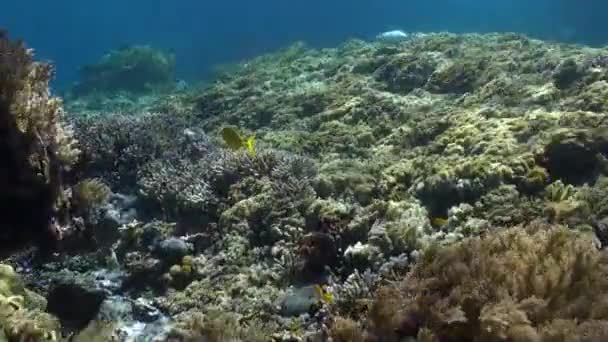 Bellezza Subacquea Bali Barriera Corallina Formano Paesaggio Ipnotizzante Ipnotizzante Paesaggio — Video Stock
