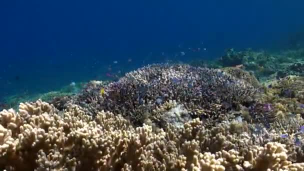 Récif Corallien Les Poissons Qui Accompagnent Forment Une Combinaison Envoûtante — Video