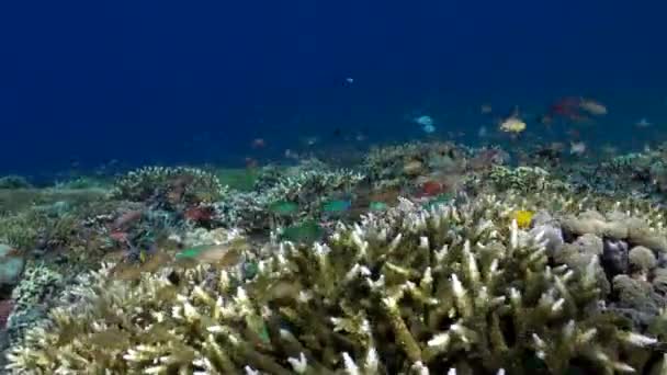 Bali Víz Alatti Birodalmában Korallok Haliskolák Vízi Tájakat Hoznak Létre — Stock videók